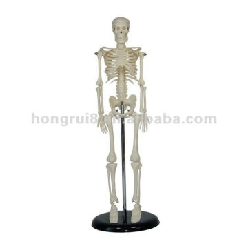 human mini skeleton model 42CM,plastic skeleton model